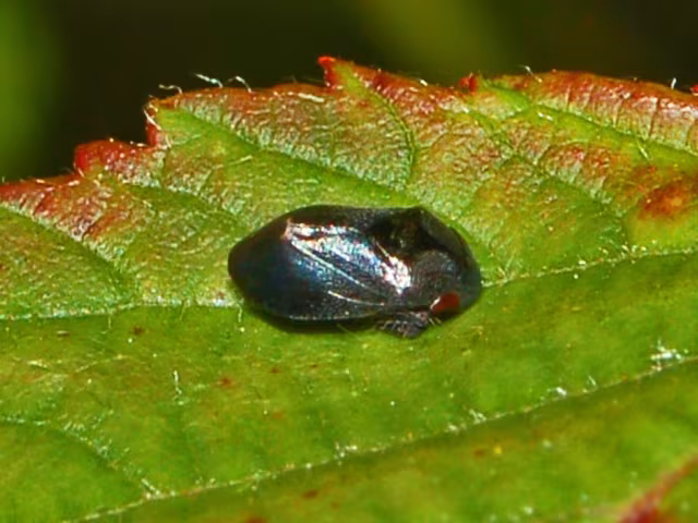 Penthimia nigra