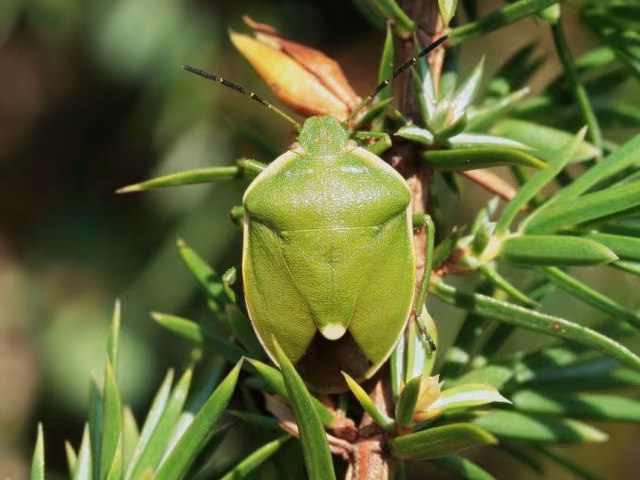 Chlorochroa juniperina