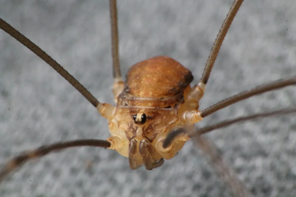 Nelima doriae