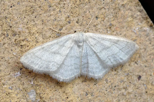 Idaea subsericeata