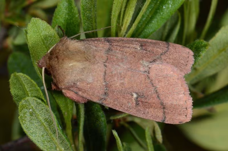 Mythimna turca