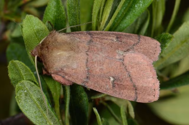 Mythimna turca