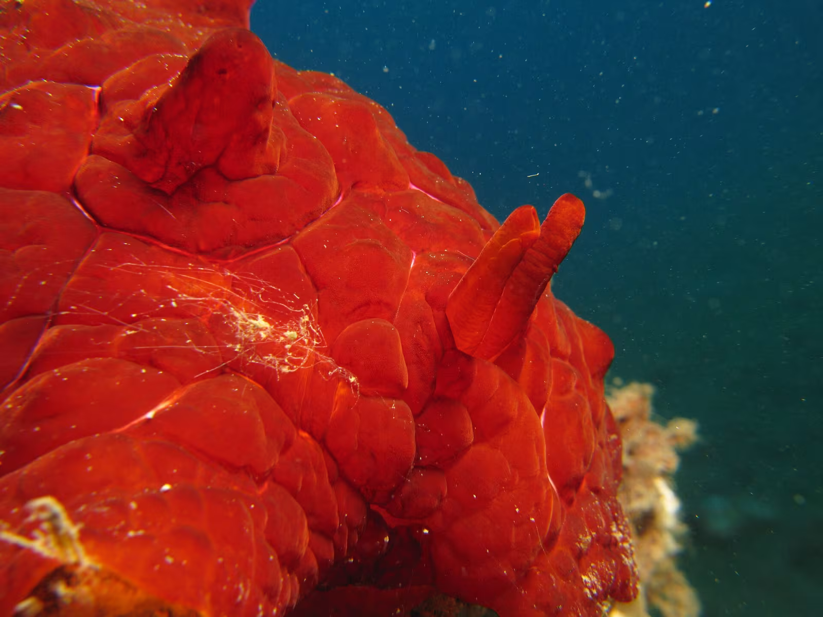Pleurobranchus testudinarius