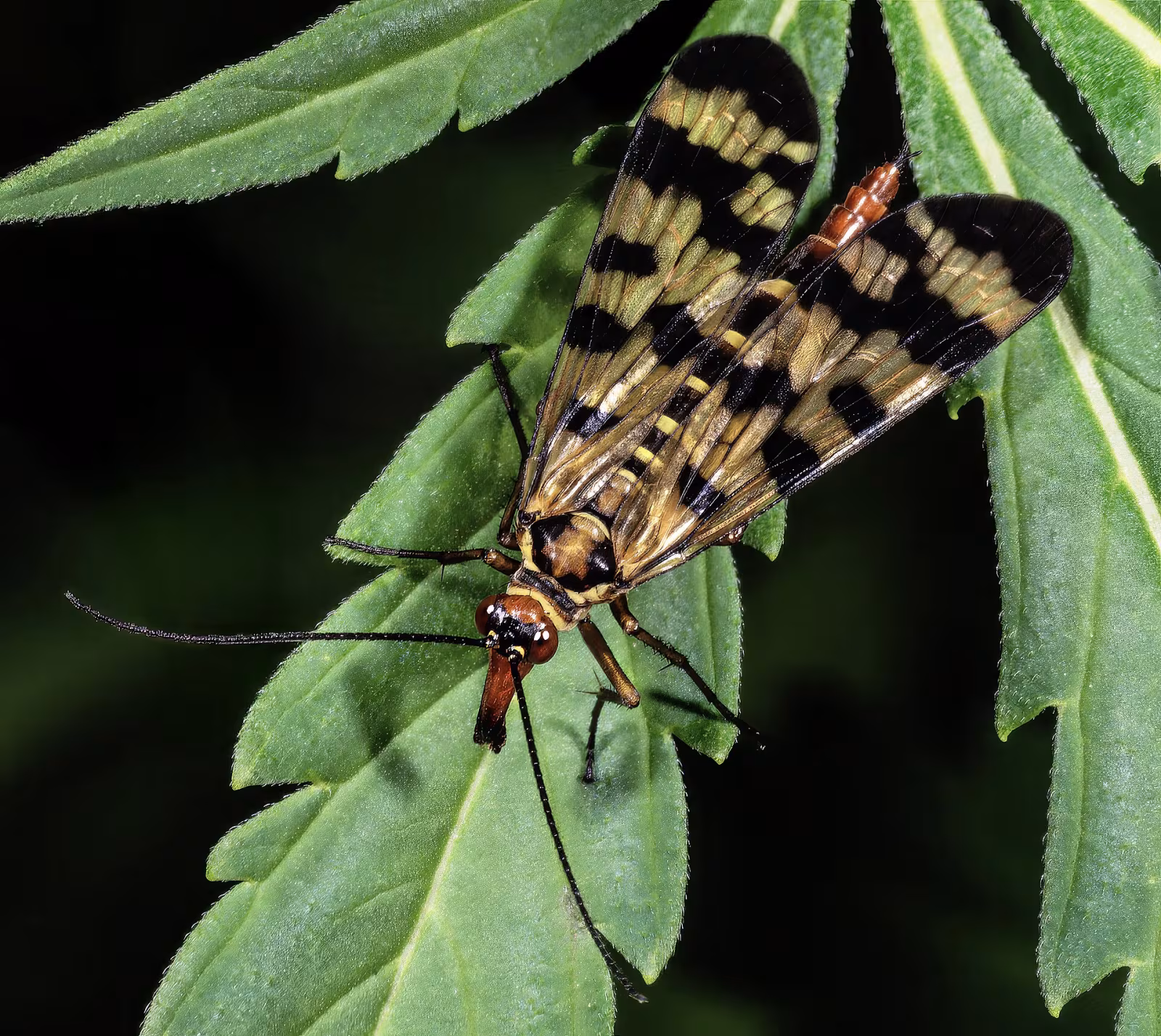 Meadow Scorpionfly