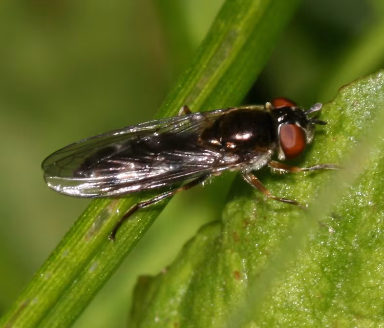 Platycheirus albimanus