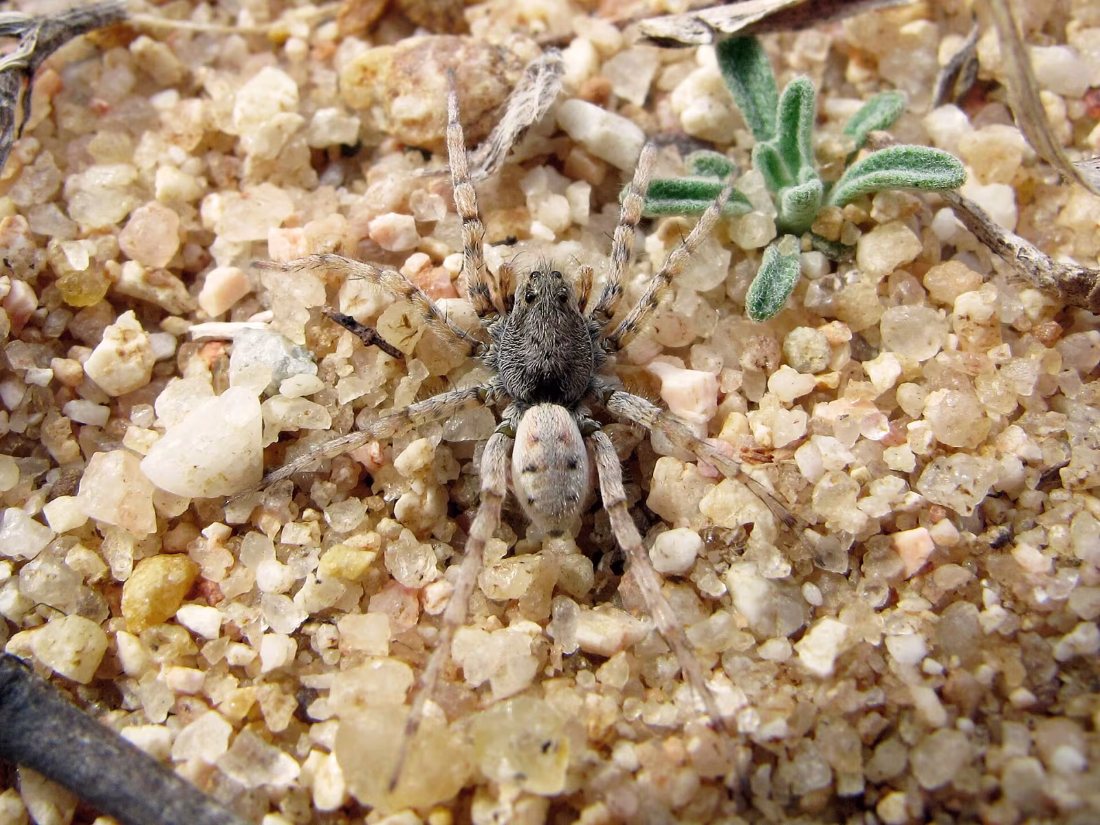 Arctosa perita