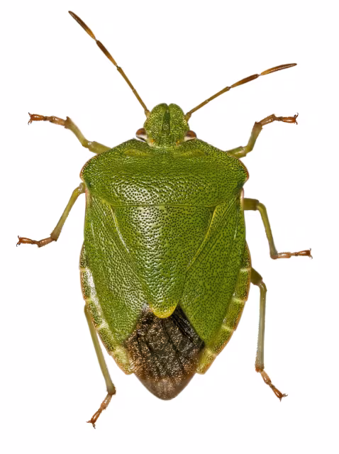 Cimice verde
