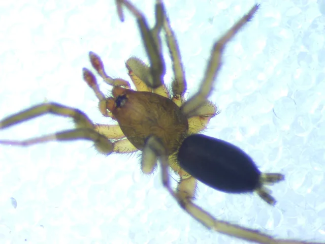 Zelotes tenuis