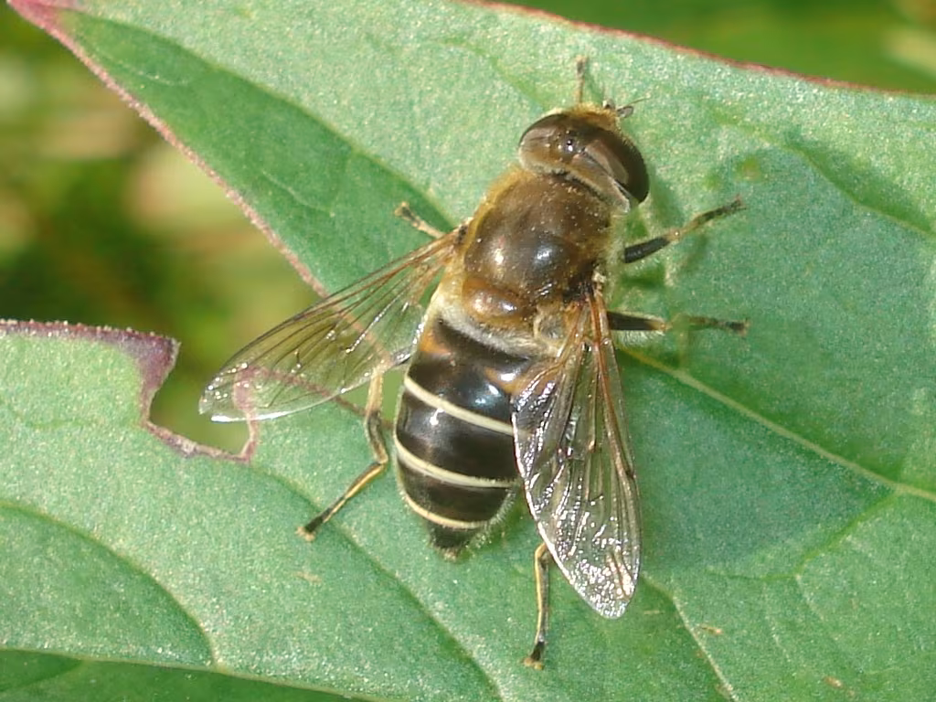 Eristalis nemorum
