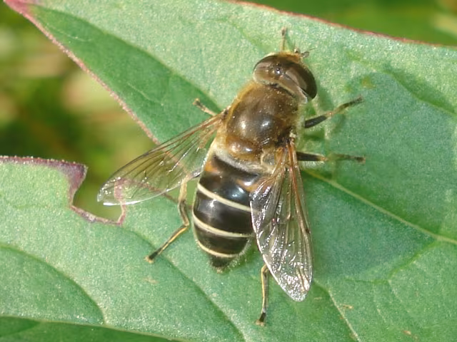 Eristalis nemorum