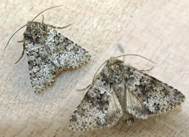 Hecatera dysodea