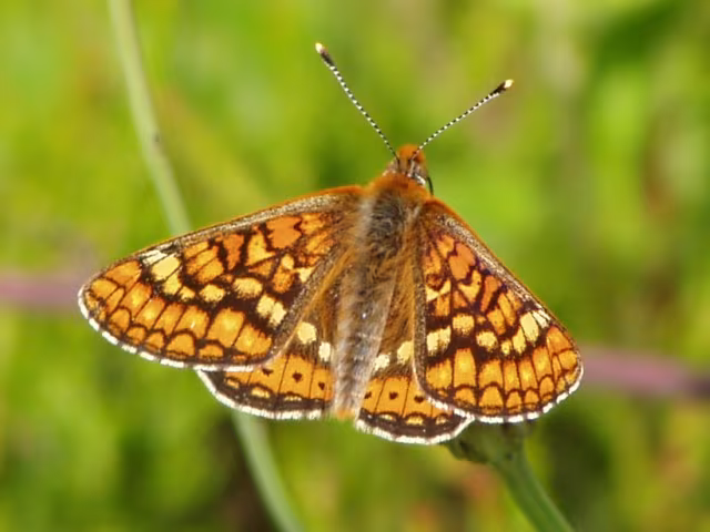 Euphydryas aurinia