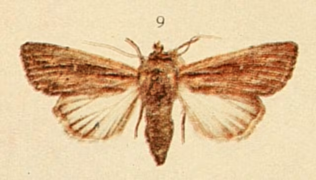 Leucania putrescens