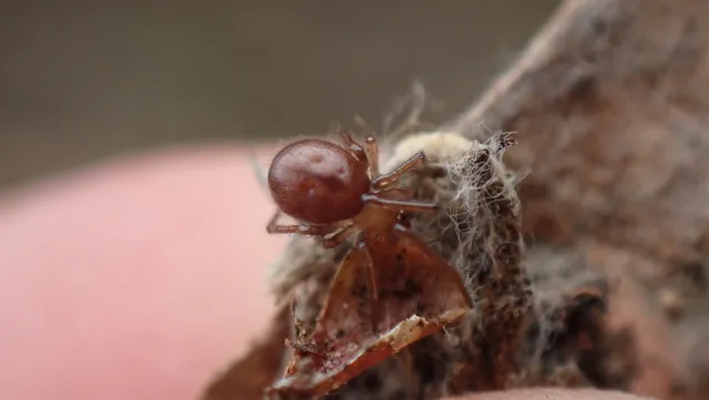 Enoplognatha testacea