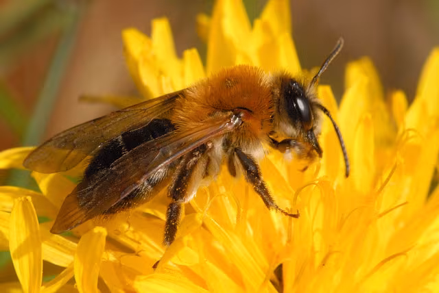 Andrena haemorrhoa