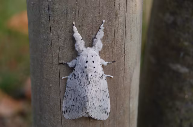 Cerura erminea