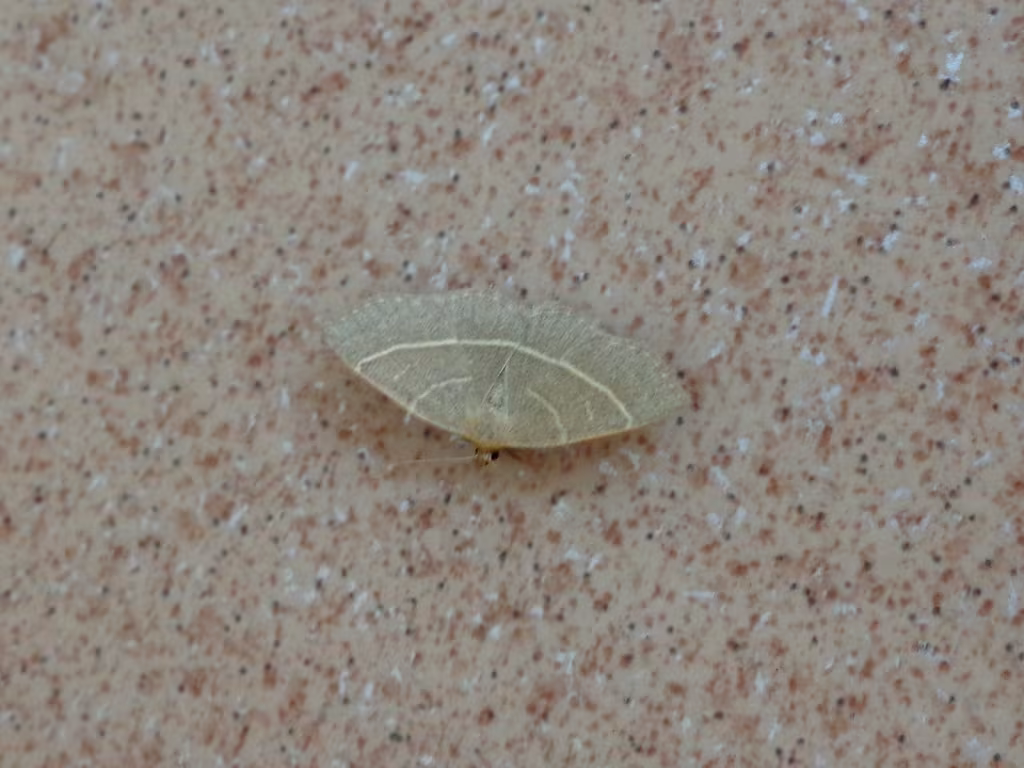 Trisateles emortualis