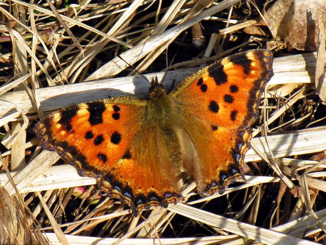 Vanessa policlora