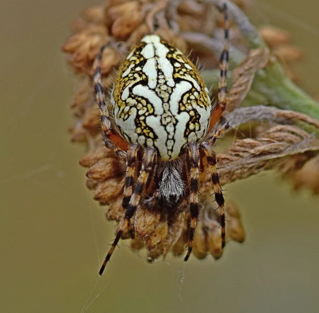 Aculepeira ceropegia