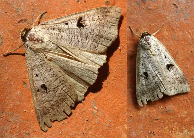 Lygephila pastinum