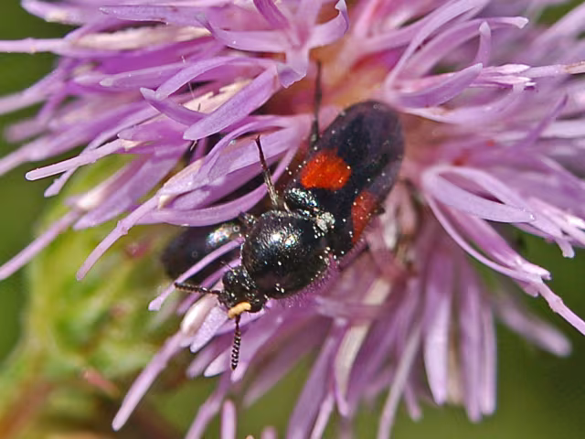Divales bipustulatus