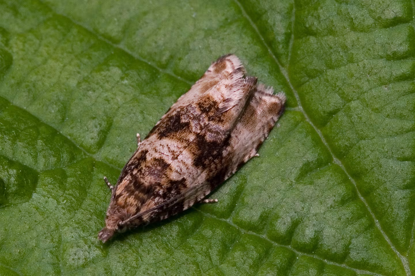 Celypha cespitana