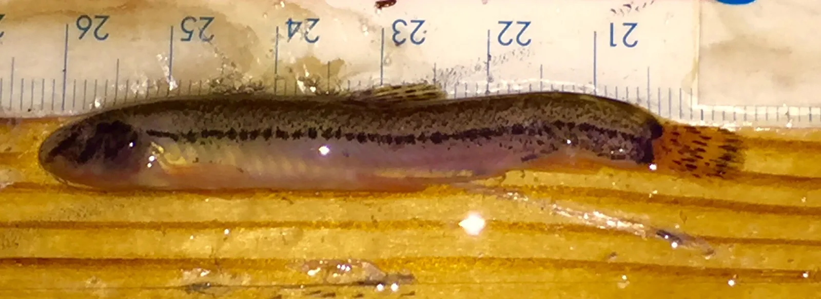Italian Golden Loach