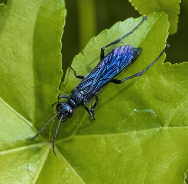 Chalybion californicum