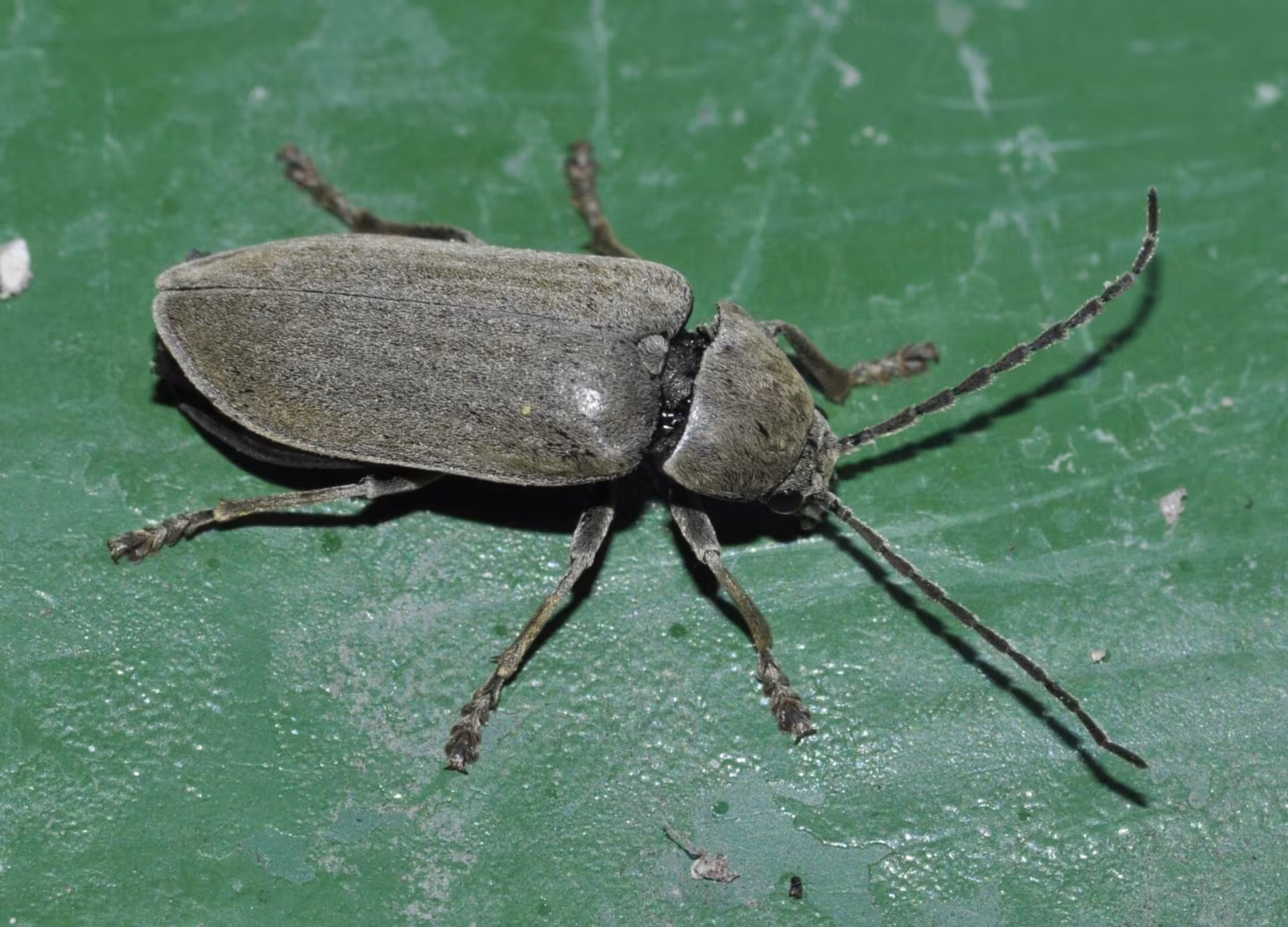 Dascillus cervinus