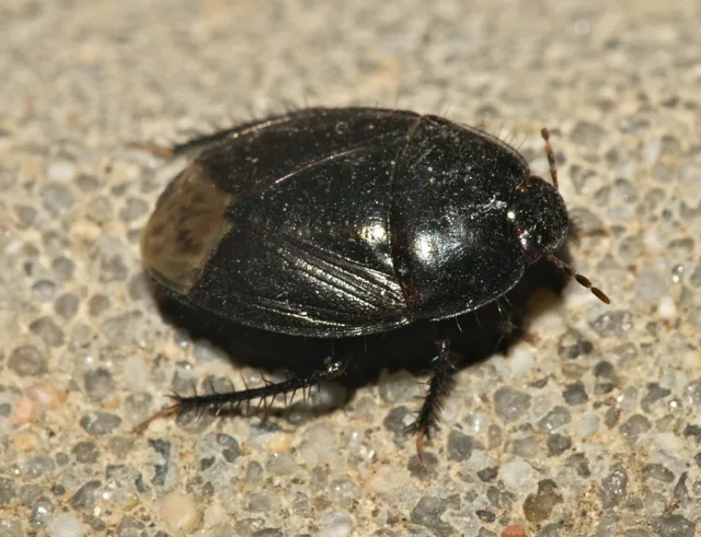 Macroscytus brunneus