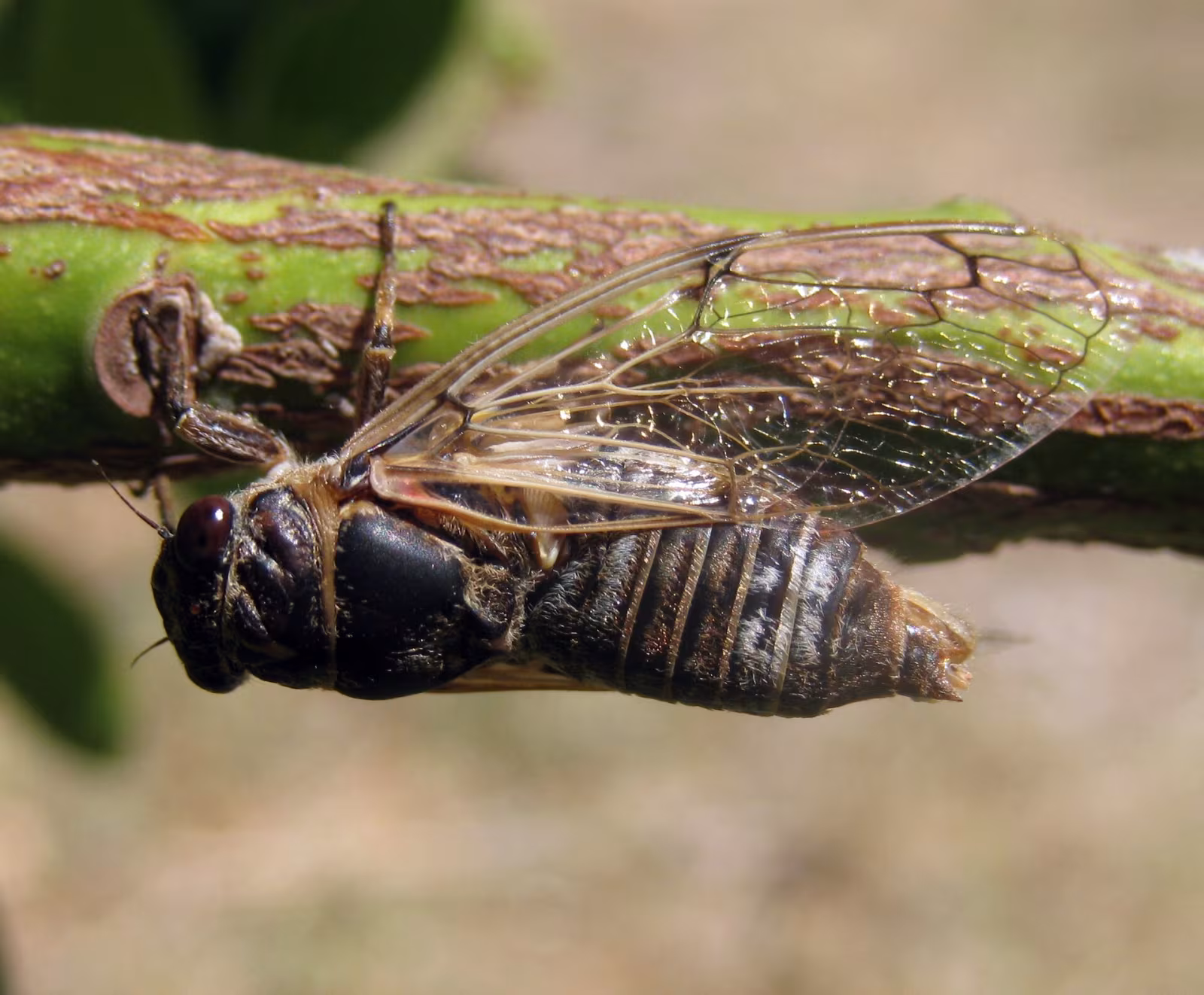 Cicadatra atra