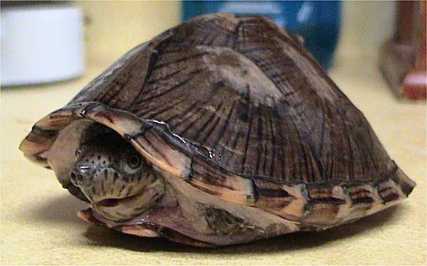 Testuggine muschiata carenata