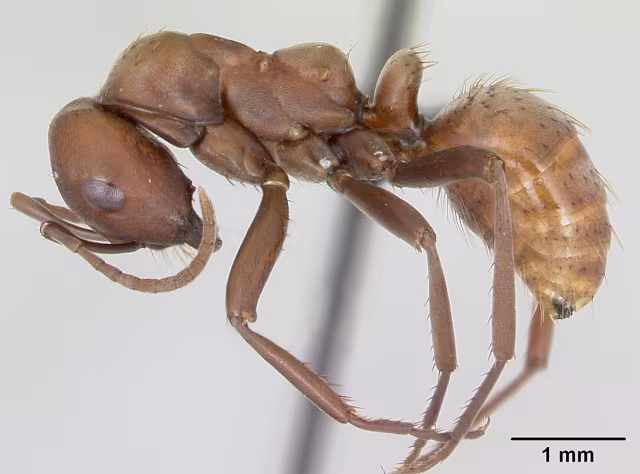 Polyergus rufescens