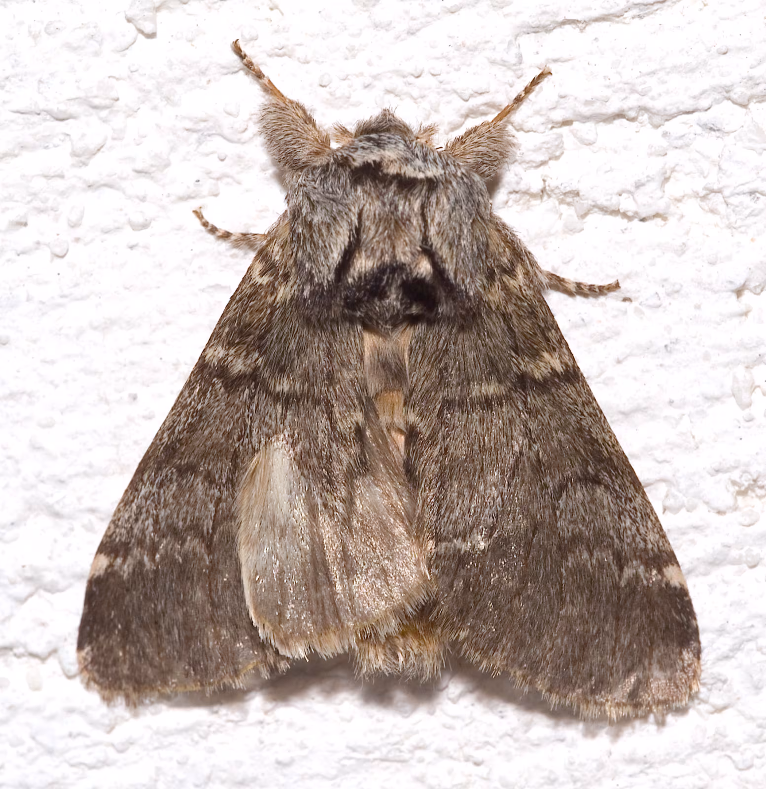 Drymonia ruficornis