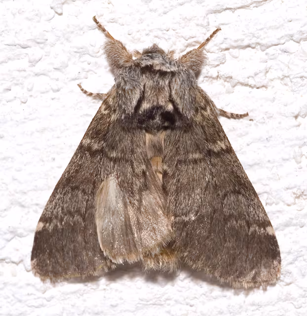 Drymonia ruficornis