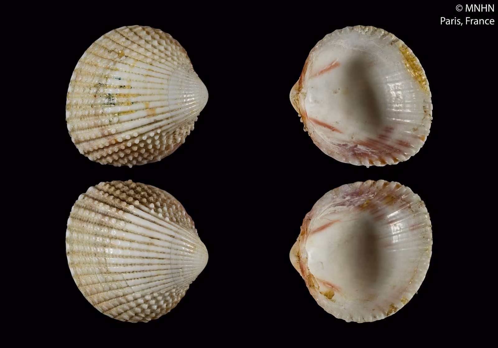 Papillicardium papillosum
