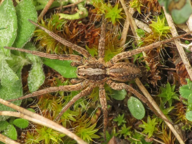 Alopecosa etrusca