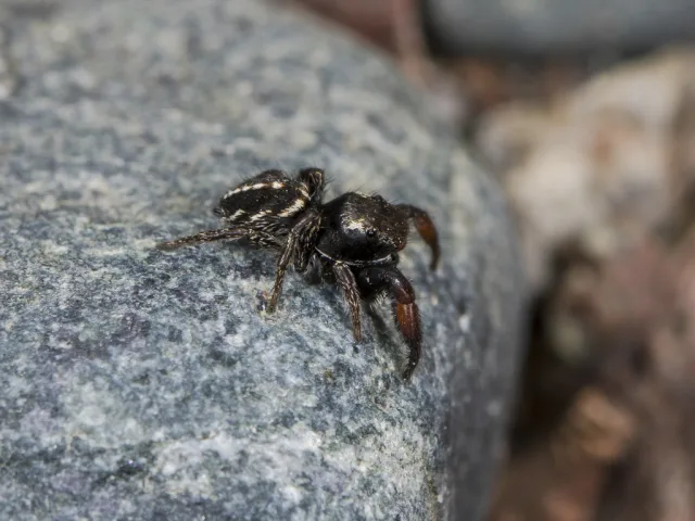 Pellenes allegrii