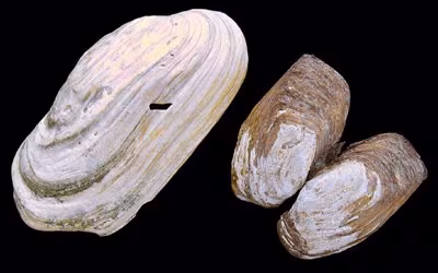 Arctic Hiatella