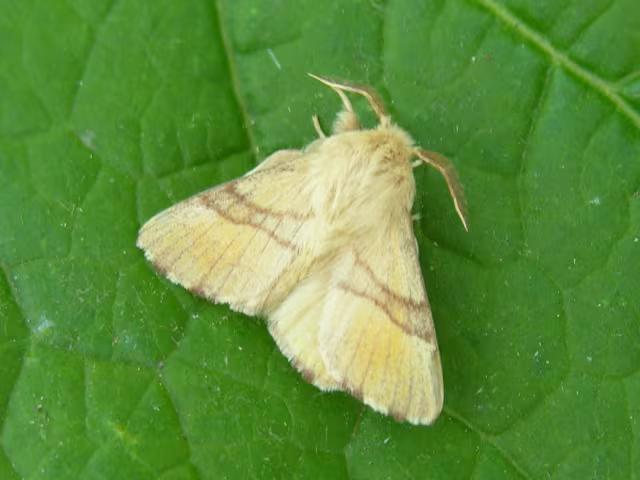Malacosoma neustria