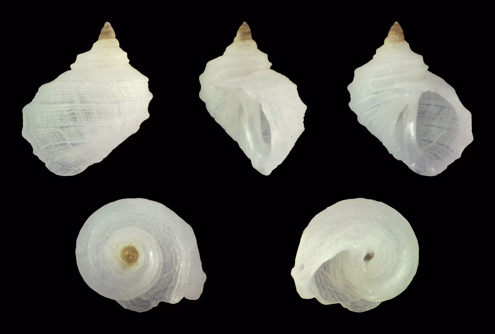 Fossarus ambiguus