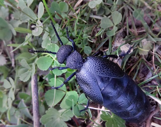 Meloe cicatricosus