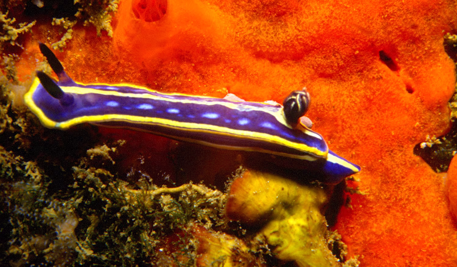 Doride tricolore
