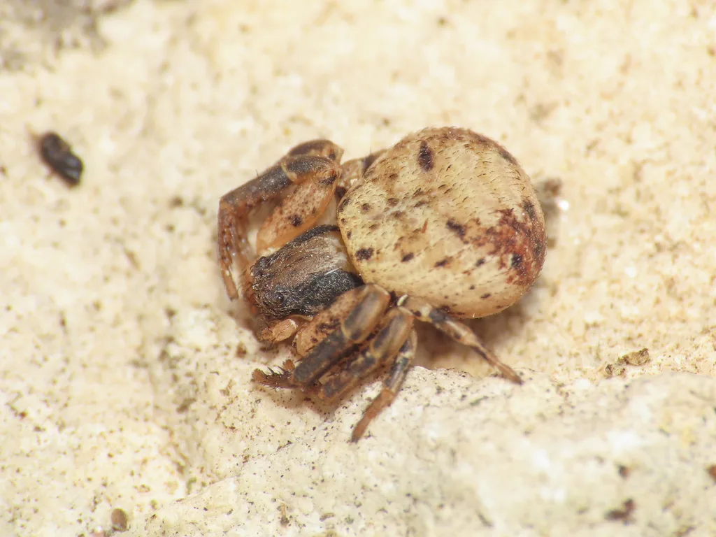 Ozyptila confluens