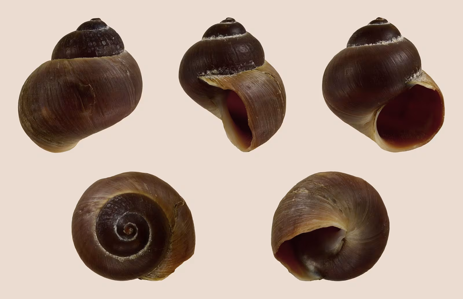 Italian river snail