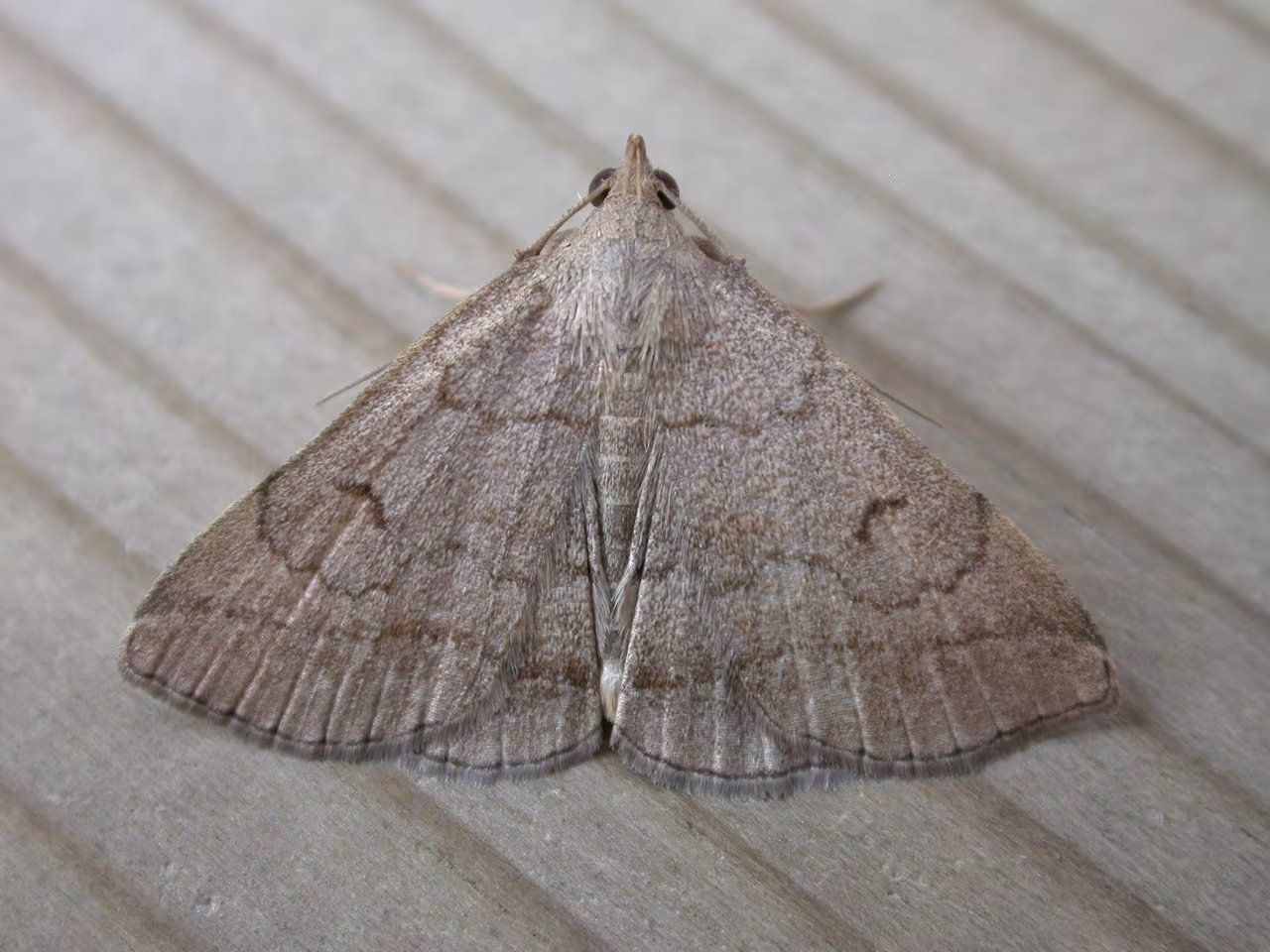 Zanclognatha lunalis