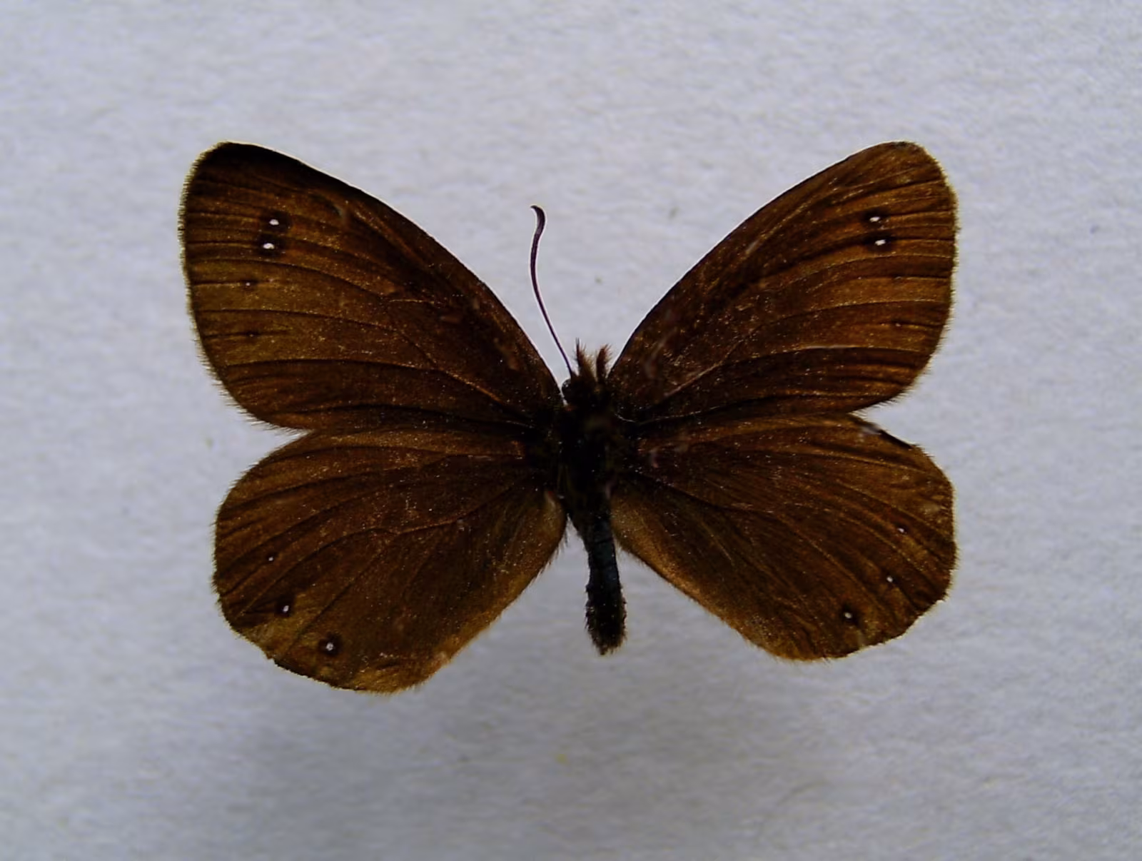 Sooty Ringlet
