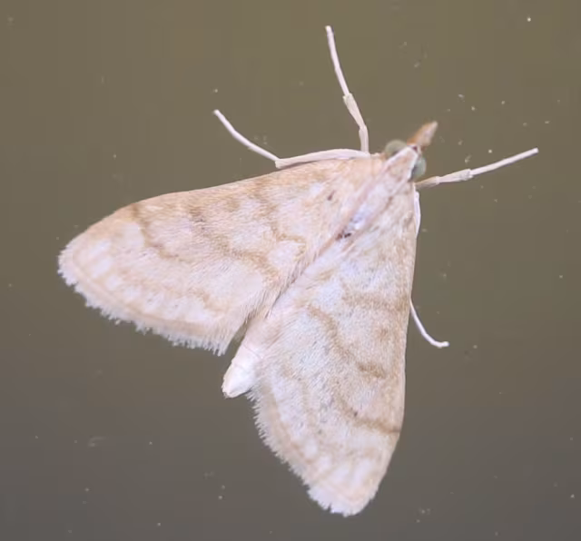 Paracorsia repandalis