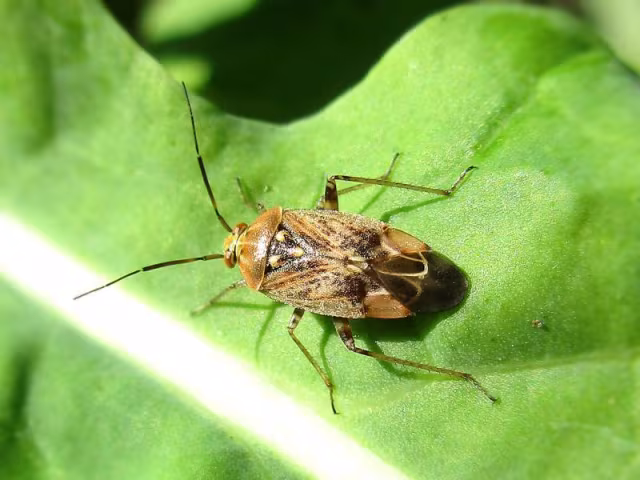 Lygus rugulipennis
