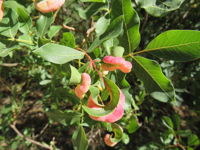 Forda formicaria